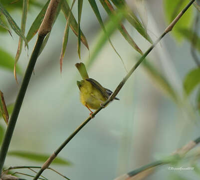 Image of Yellow-bellied Warbler