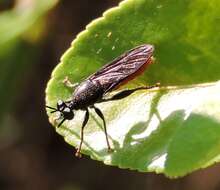 Image of Lampria bicolor (Wiedemann 1828)