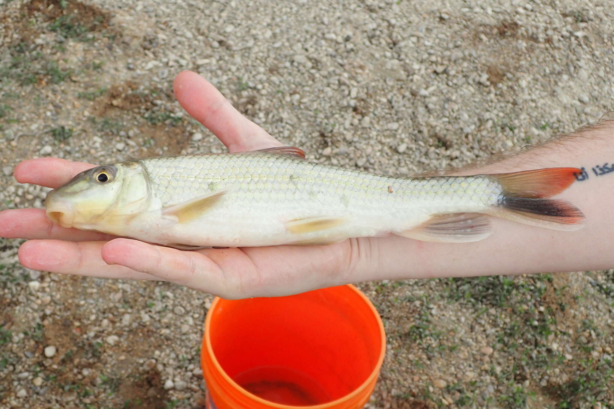 Image of Blacktail Redhorse