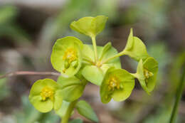 Sivun Euphorbia saxatilis Jacq. kuva