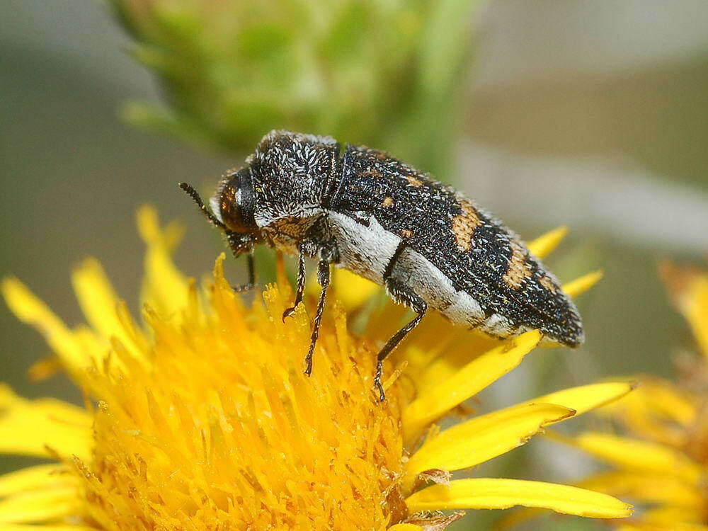 Image of Acmaeoderella flavofasciata (Piller & Mitterpacher 1783)