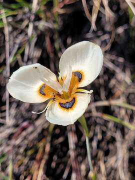 Image of Moraea villosa subsp. elandsmontana Goldblatt