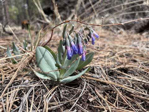 Image of Macdougal's bluebells