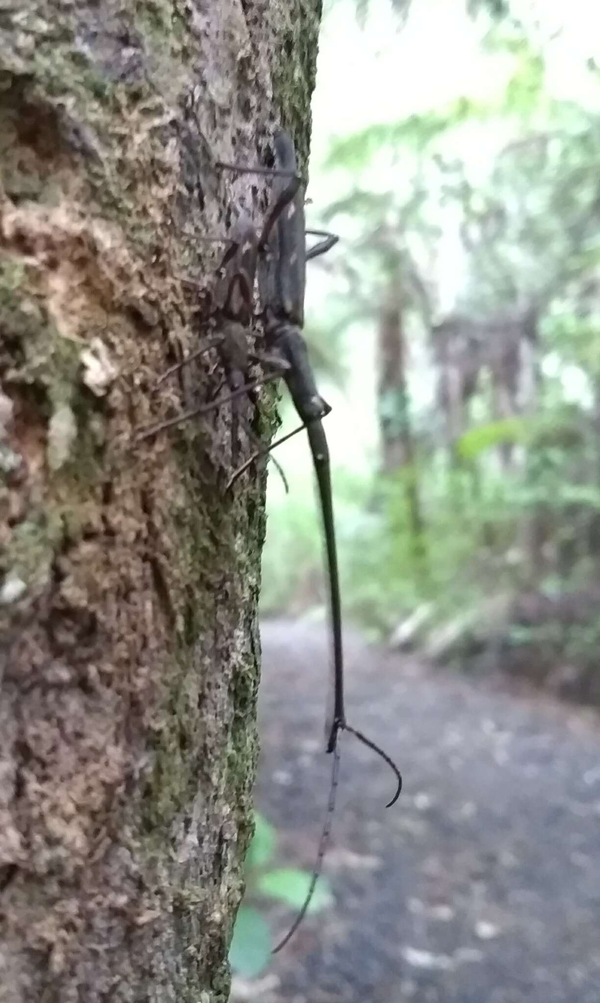 Image of Giraffe weevil