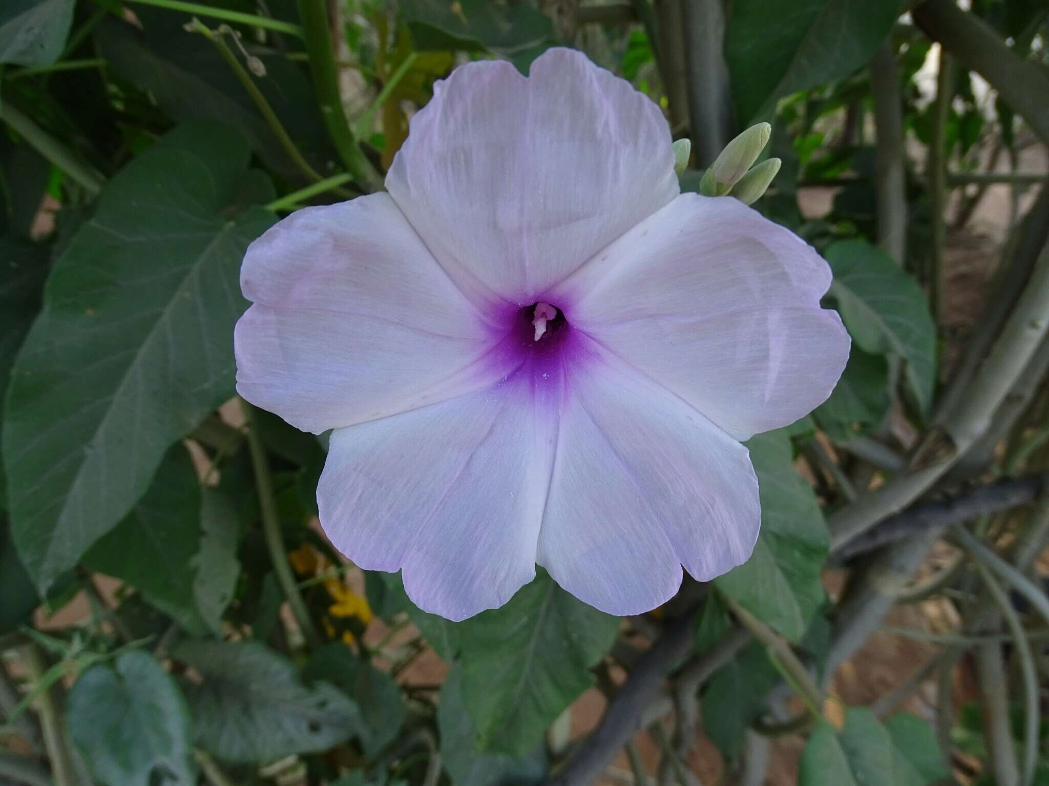 Слика од Ipomoea carnea Jacq.