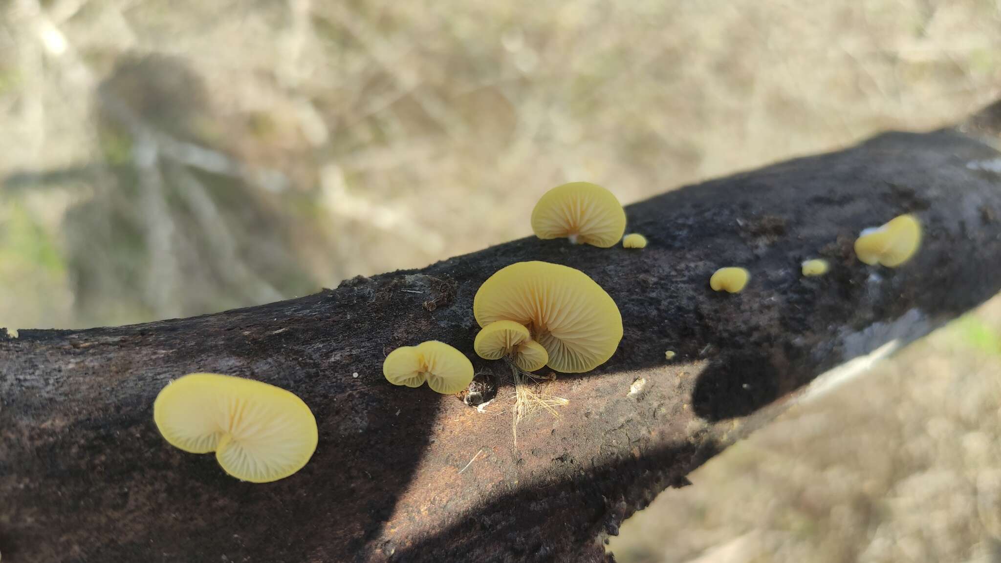 Image of Crepidotus brunswickianus (Speg.) Sacc. 1891