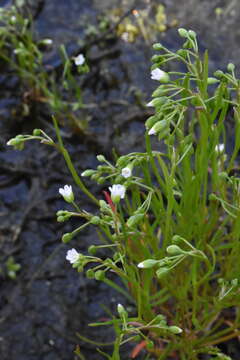 Image of narrowleaf minerslettuce