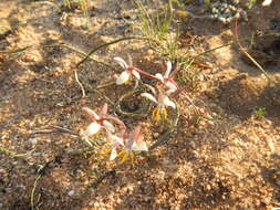 Image of Hesperantha bachmannii Baker