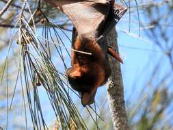Image of Little Red Flying Fox