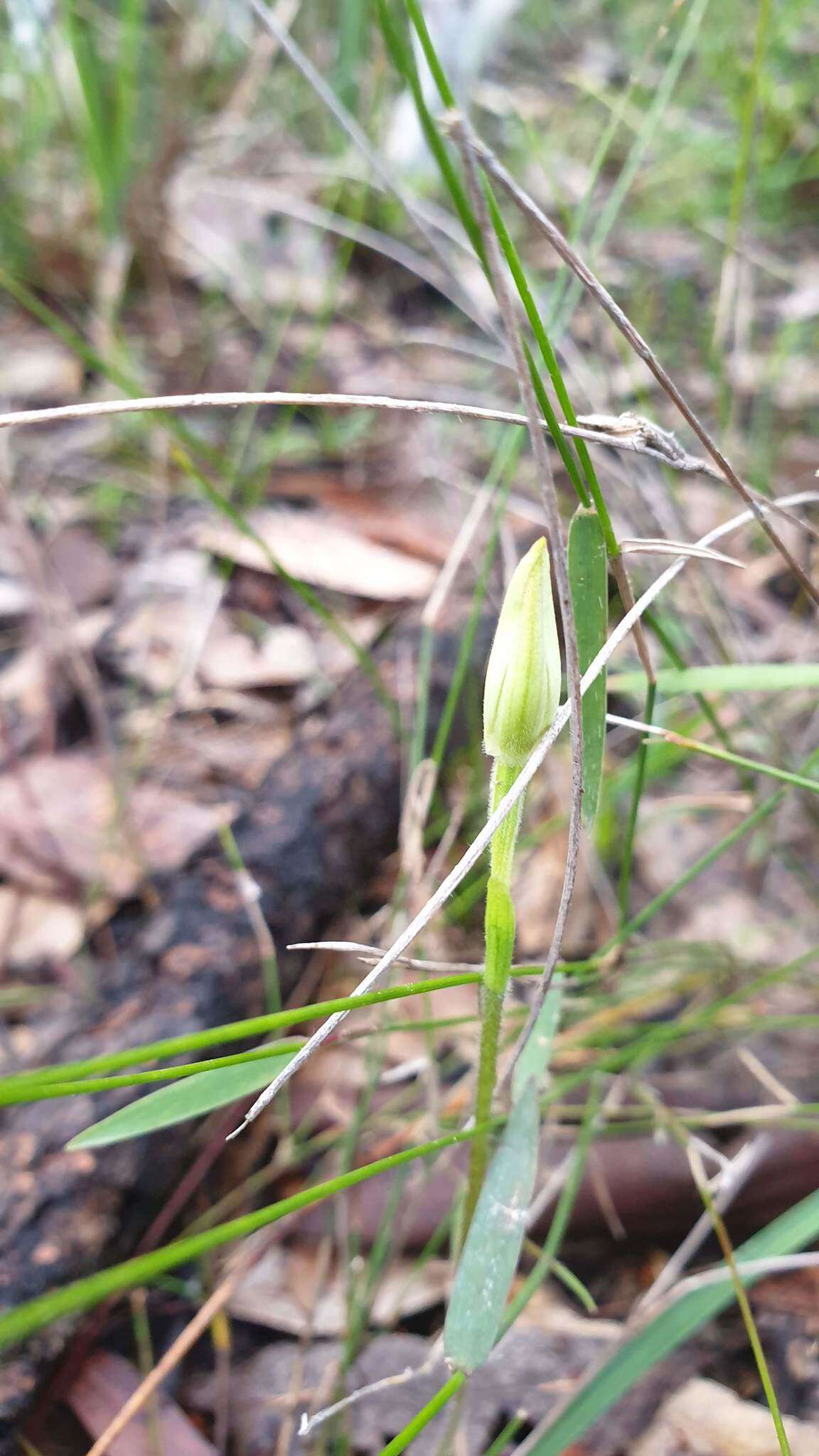 Image of White Fingers