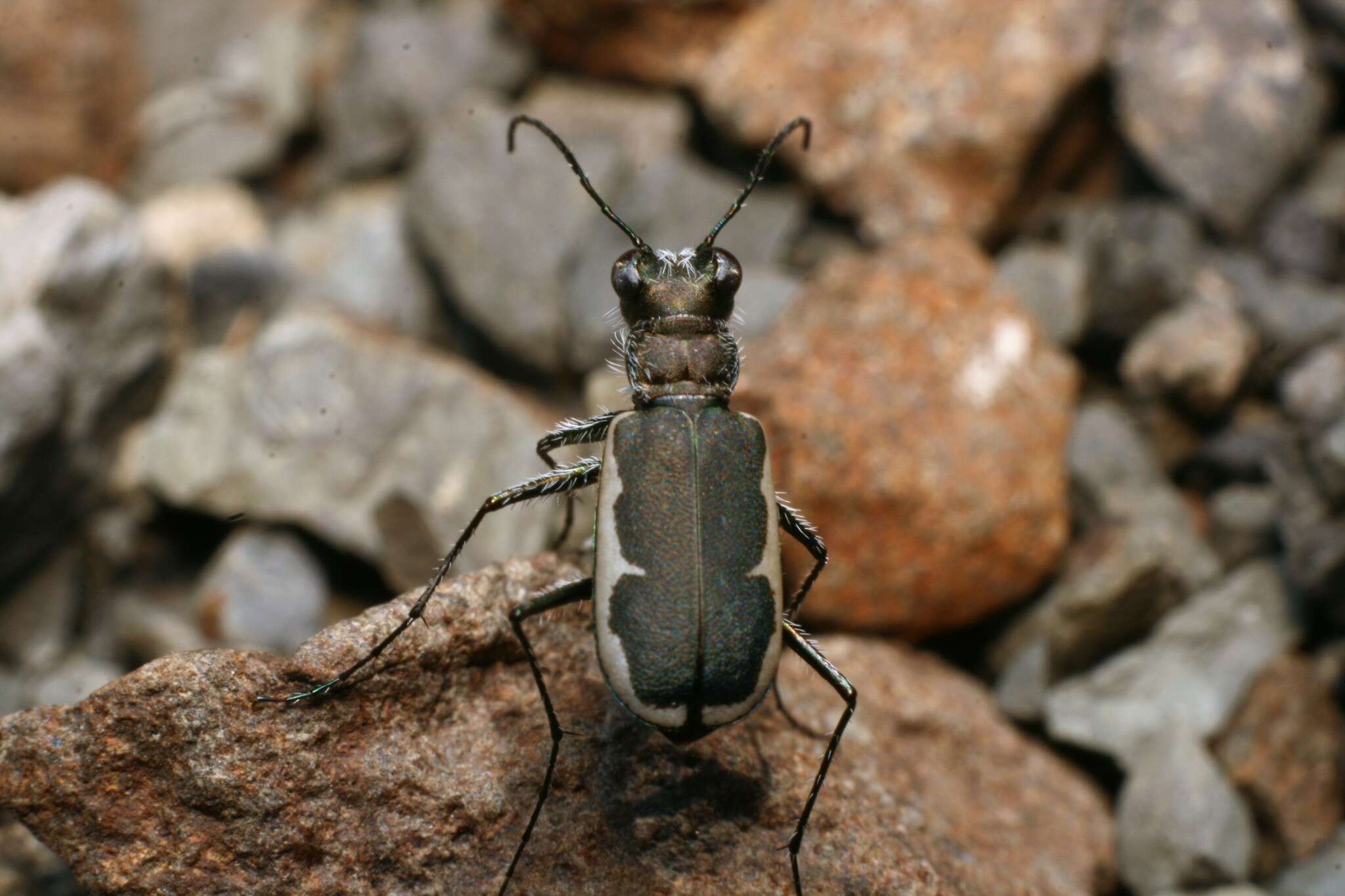 Image of Zecicindela hamiltoni (Broun 1921)