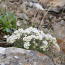 Image of Draba dedeana Boiss. & Reut.