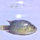 Image of Indonesian leaffish