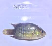 Image of Indonesian leaffish