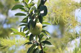 Слика од Annona glabra L.