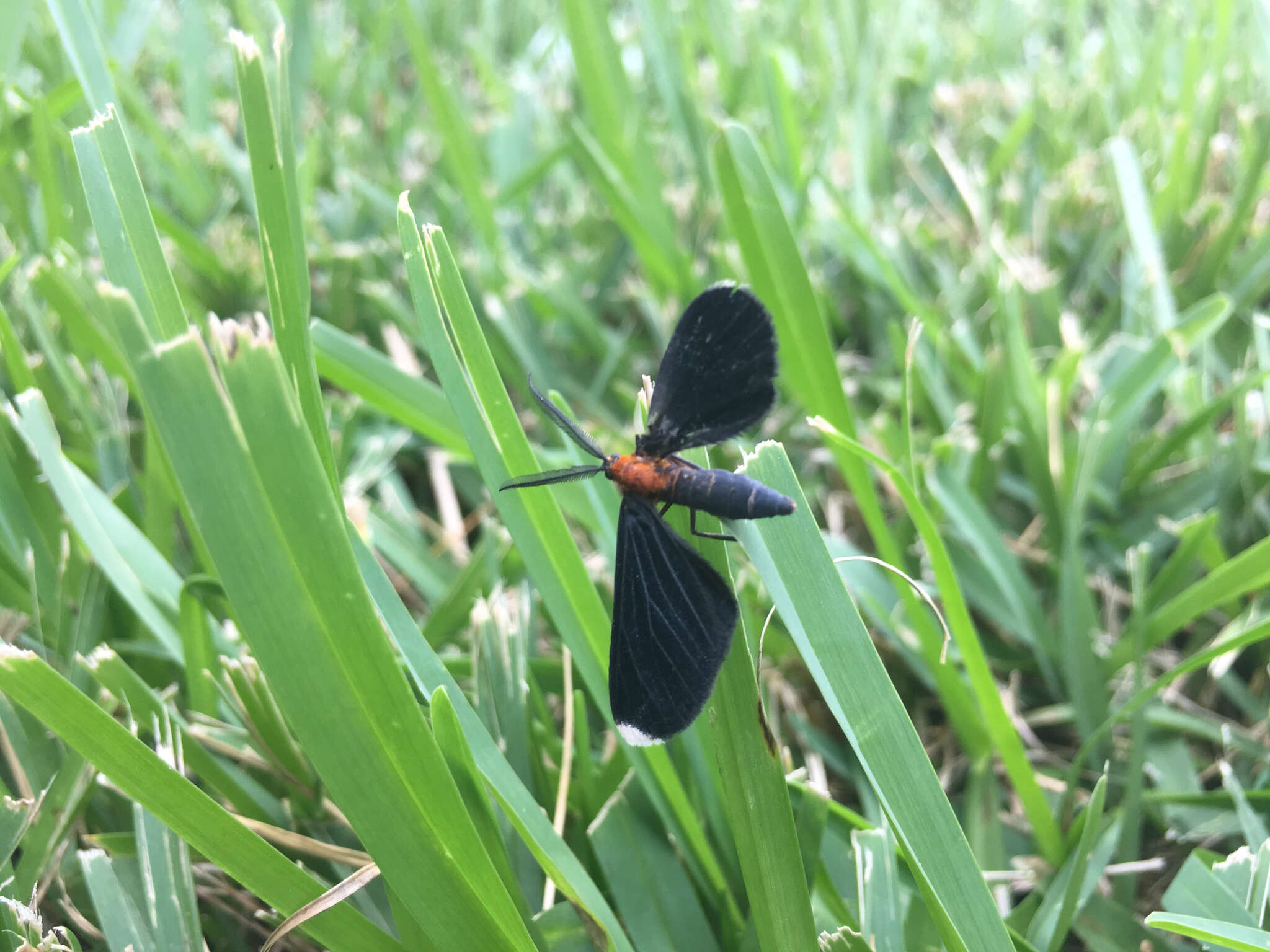 Image of White-tipped Black