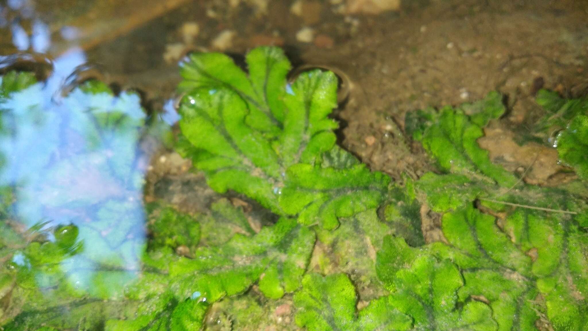 Image of Marchantia polymorpha subsp. polymorpha L.