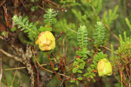 Image de Darwinia collina Gardn.