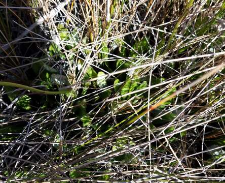 Image of southeastern sneezeweed