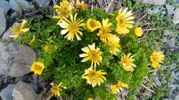 Image of Adonis chrysocyatha Hook. fil. & Thomson