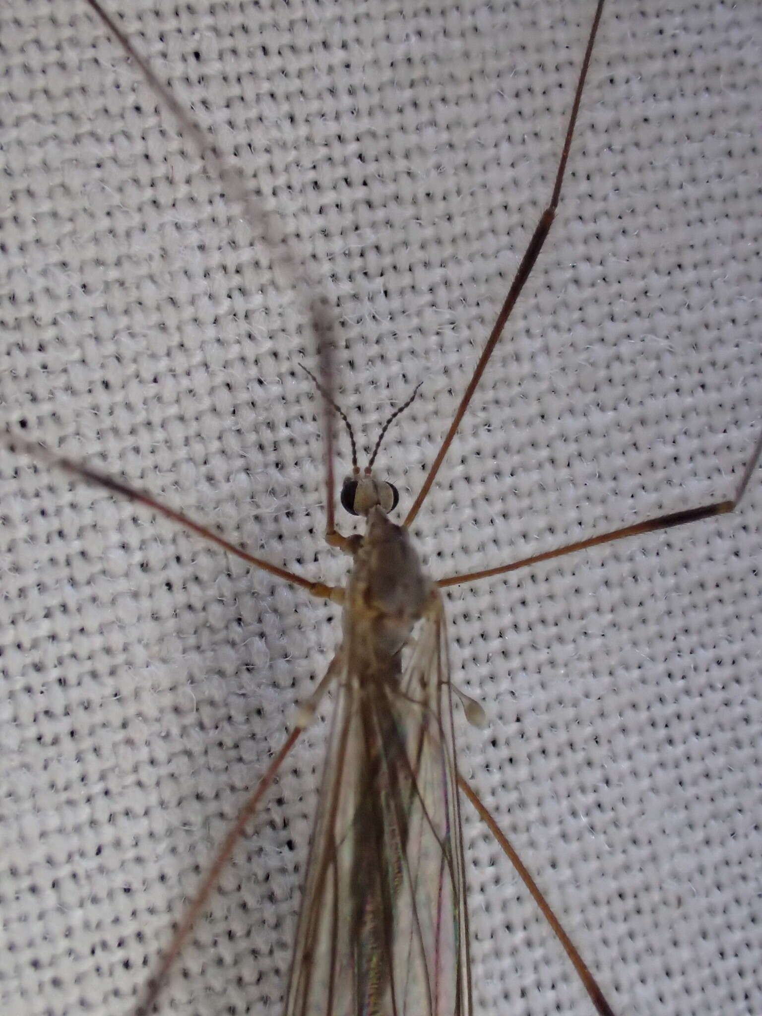 Image of Crane fly