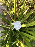 Image of perfumed spiderlily