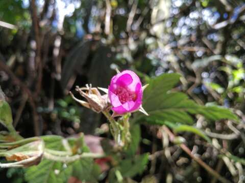 Image of Rubus roseus Poir.