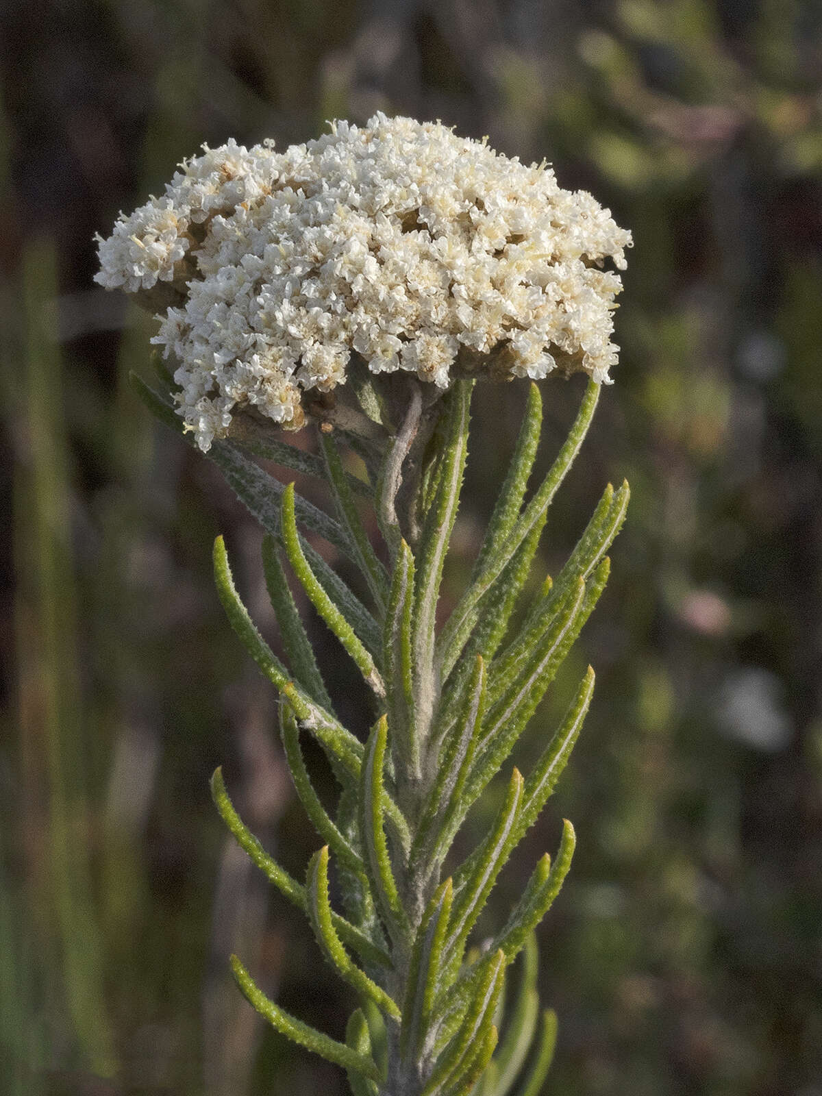 Ozothamnus rosmarinifolius (Labill.) DC. resmi