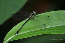 Imagem de Leptogomphus gestroi Selys 1891