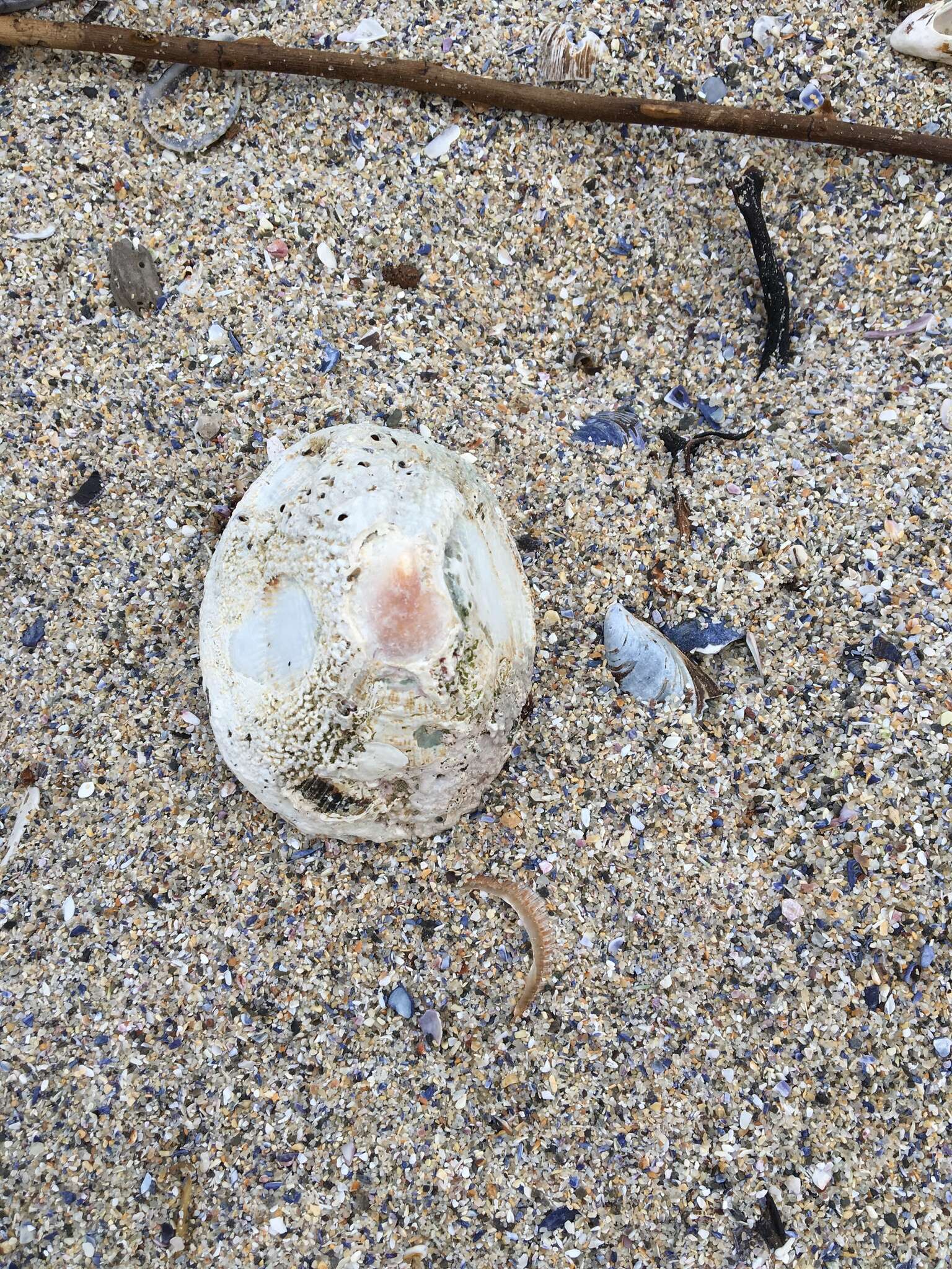 Image of Midas Ear Abalone