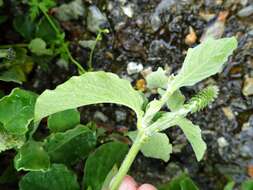 Слика од Achyranthes aspera var. indica L.