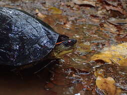 Image of Spot-legged turtle