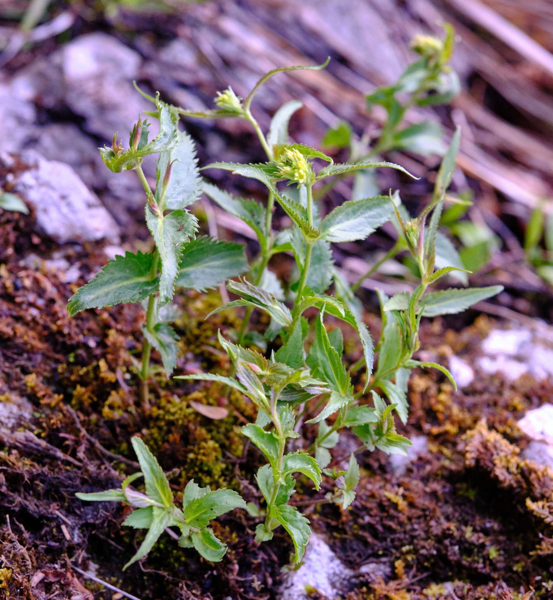 Imagem de Paederota lutea Scop.