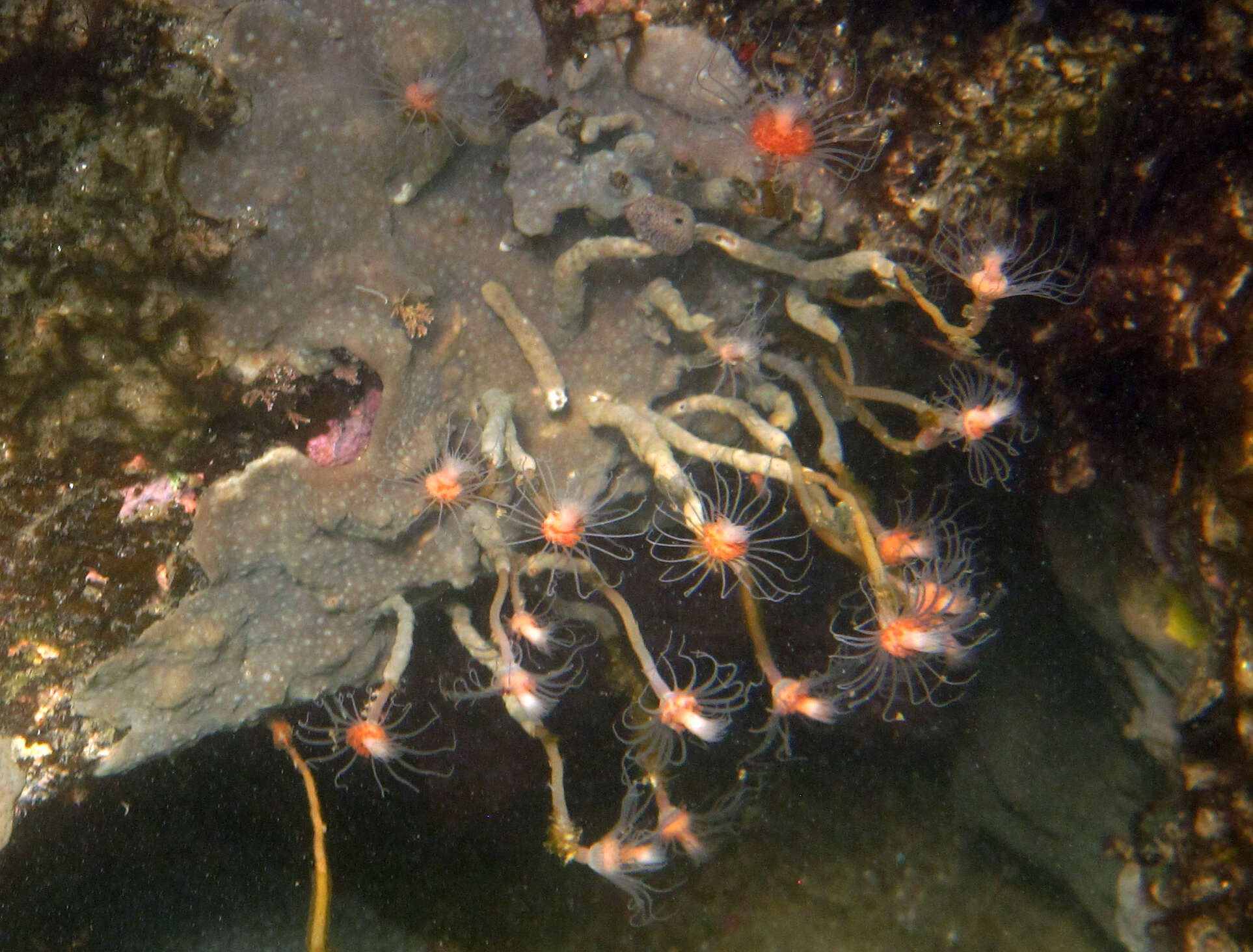 Image of Ralpharia magnifica Watson 1980