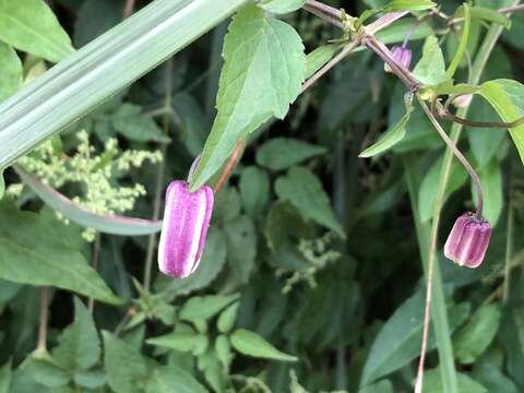 Image of Clematis lasiandra Maxim.