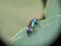 Coraebus hastanus ephippiatus Théry 1938 resmi