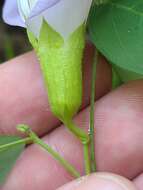 Clitoria mariana var. mariana resmi