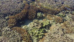 Image of hump coral