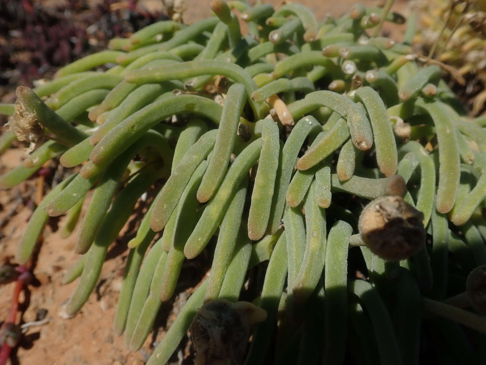 Image of Monilaria moniliformis (Thunb.) Ihlenf. & Joergens.