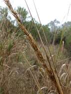 Image of giant wildrye