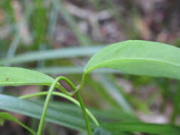 صورة Leichhardtia fraseri (Benth.) P. I. Forst.