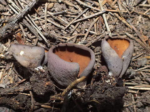 Image of Otidea mirabilis Bolognini & Jamoni 2001