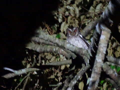 Image of Sunda Scops Owl