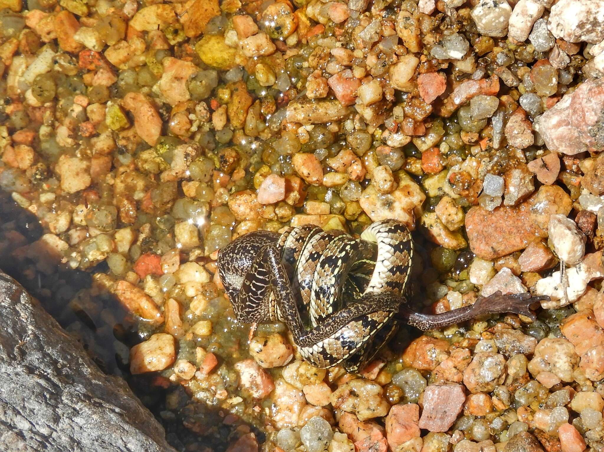 Image de Lygophis vanzolinii (Dixon 1985)