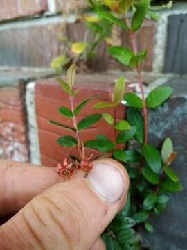 Image of Chilean guava