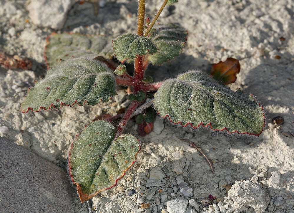 Imagem de Chylismia heterochroma Small