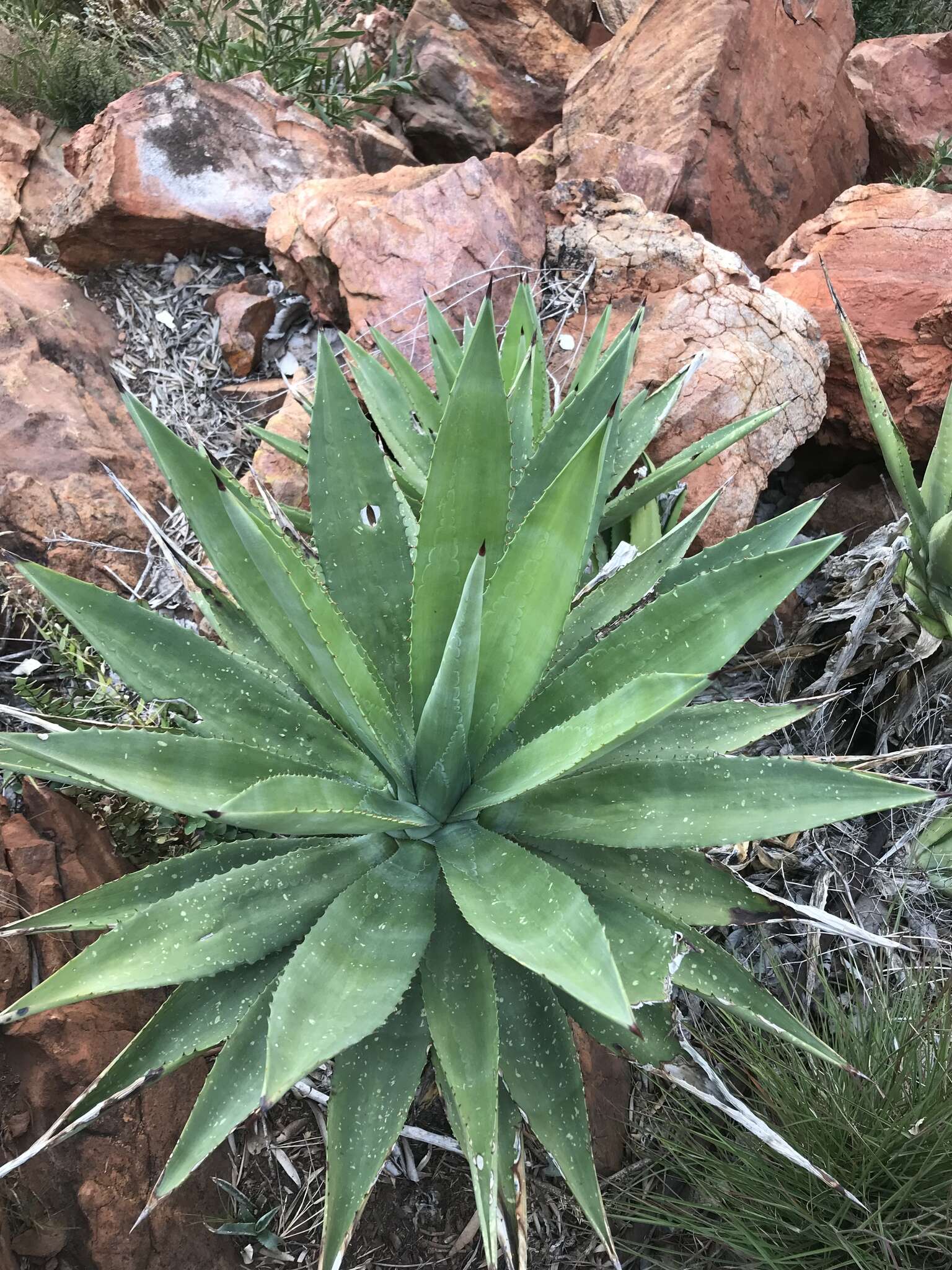 Image of century plant