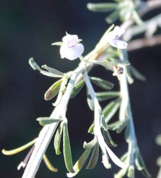 Plancia ëd Otholobium candicans (Eckl. & Zeyh.) C. H. Stirt.