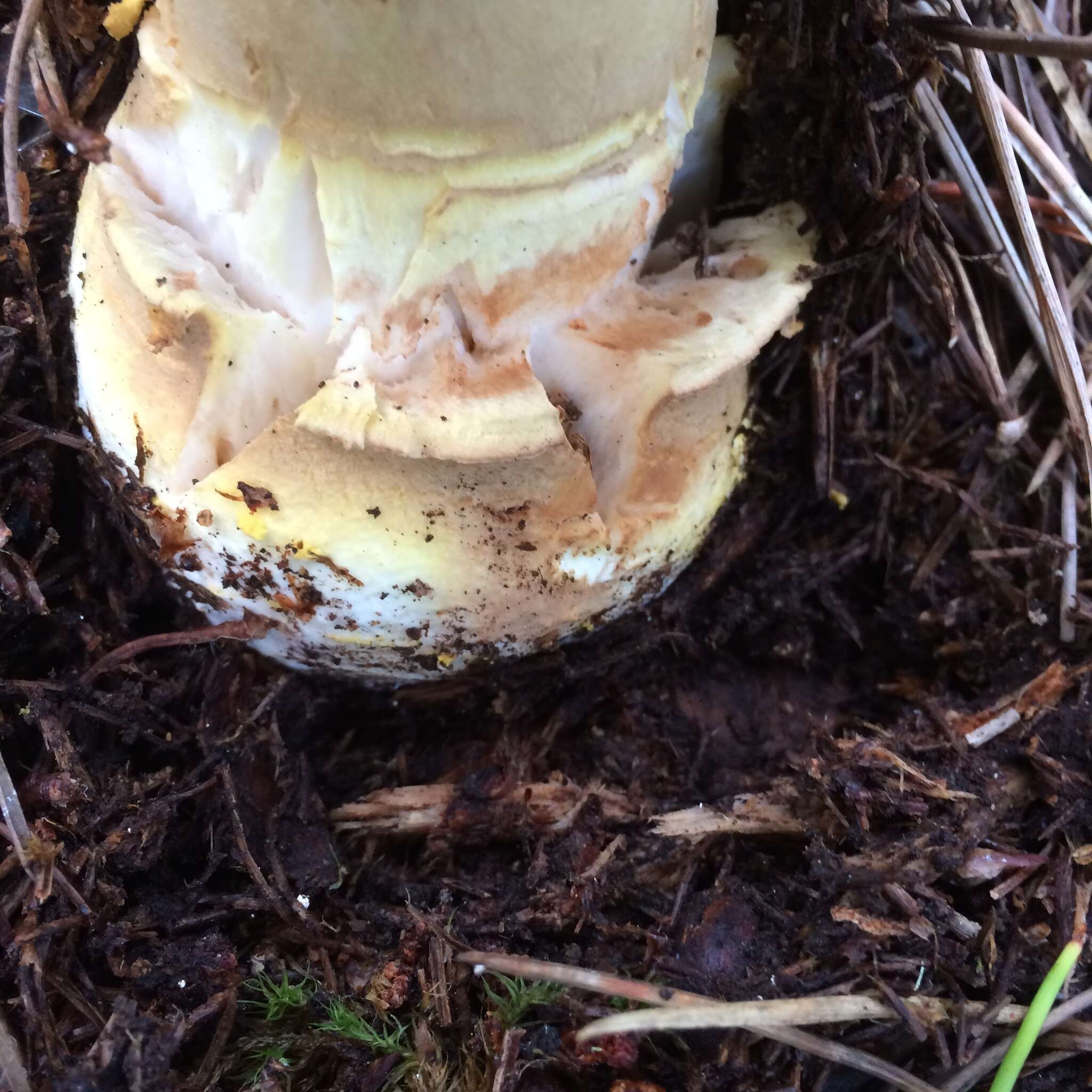 Image of Amanita augusta Bojantchev & R. M. Davis 2013