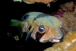 Image of Black-blotched porcupinefish